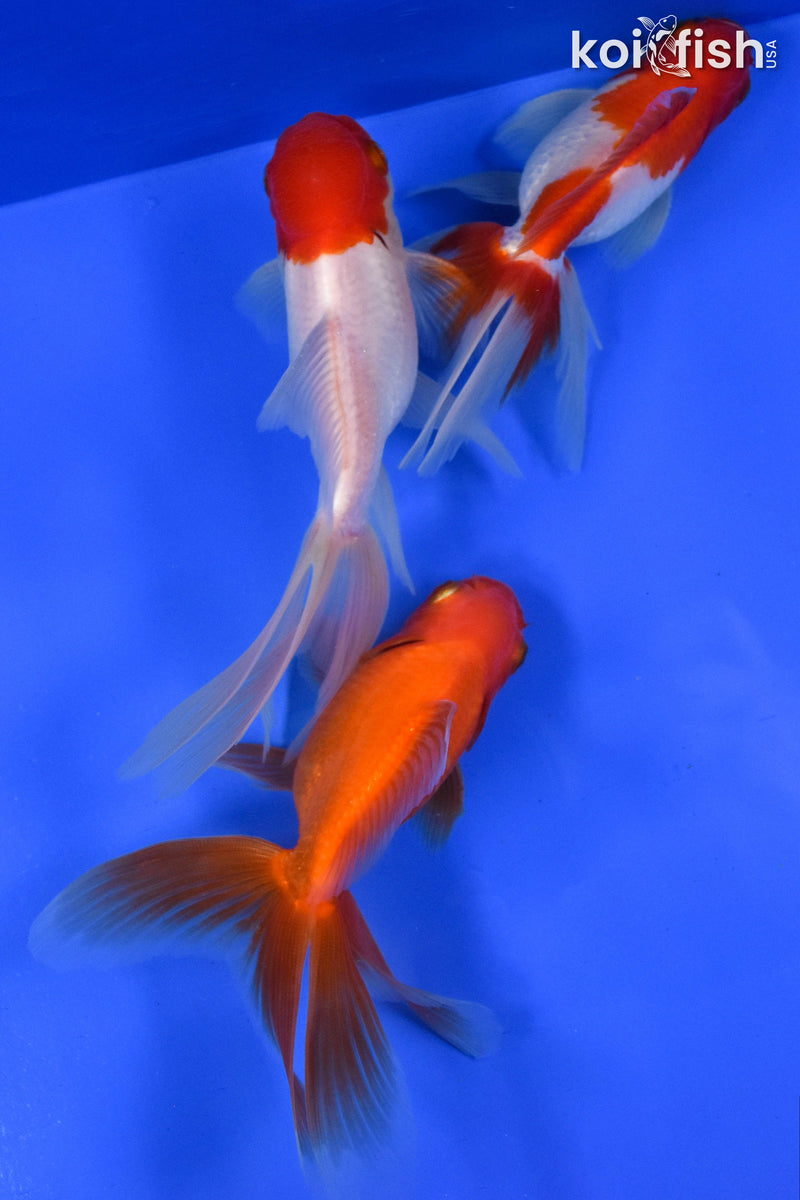 EXACT FISH - LOT OF (3) 4-6" FANTAIL GOLDFISH