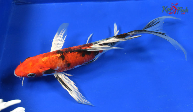 9" YAMATO NISHIKI BUTTERFLY