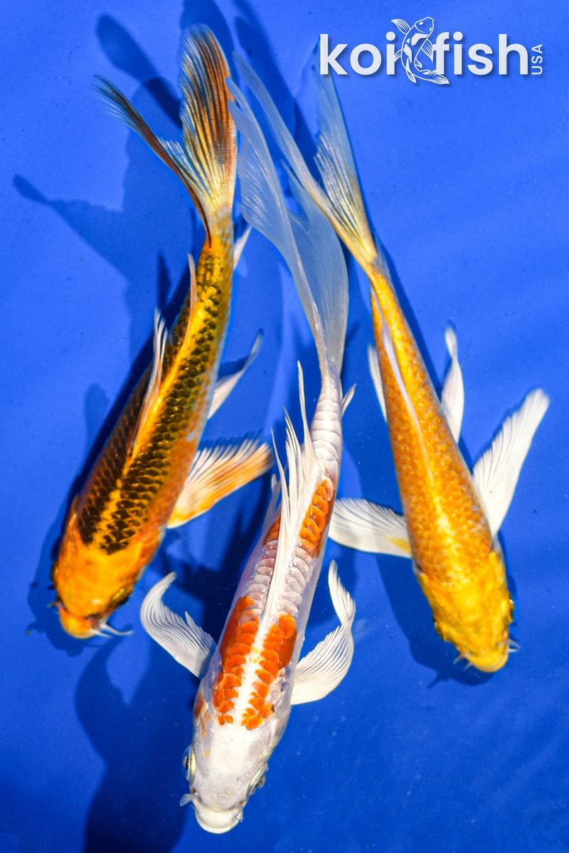 (3) 4-6" BUTTERFLY KOI