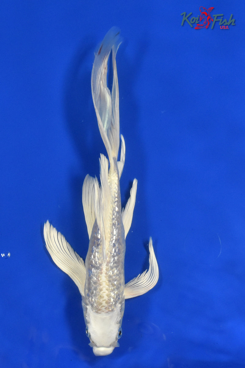 9.5" GINRIN PLATINUM OGON BUTTERFLY