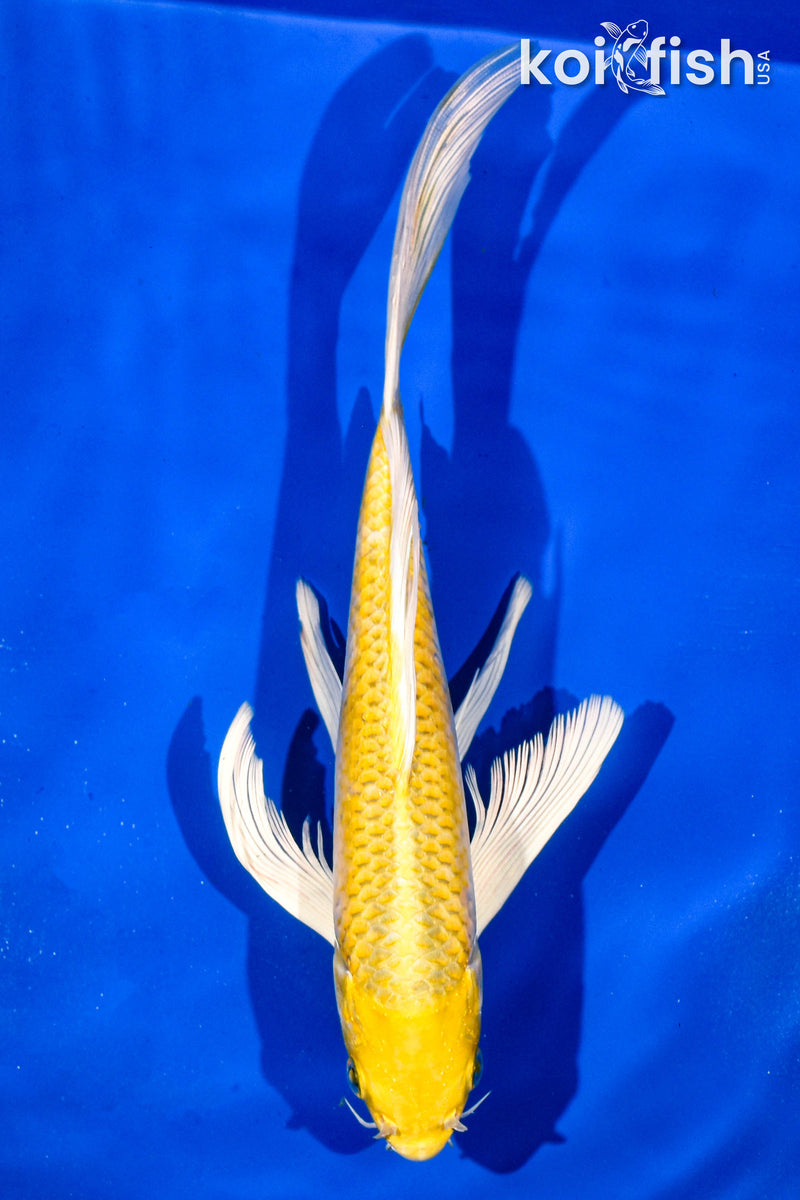 9" YAMABUKI OGON BUTTERFLY