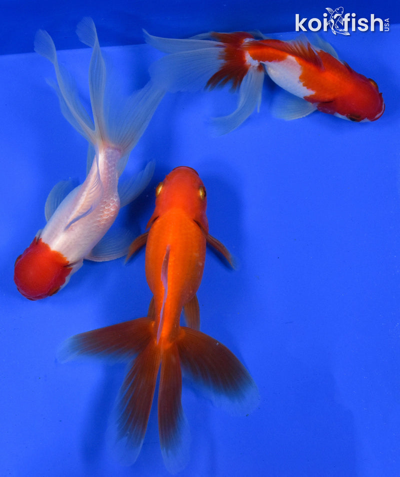 EXACT FISH - LOT OF (3) 4-6" FANTAIL GOLDFISH