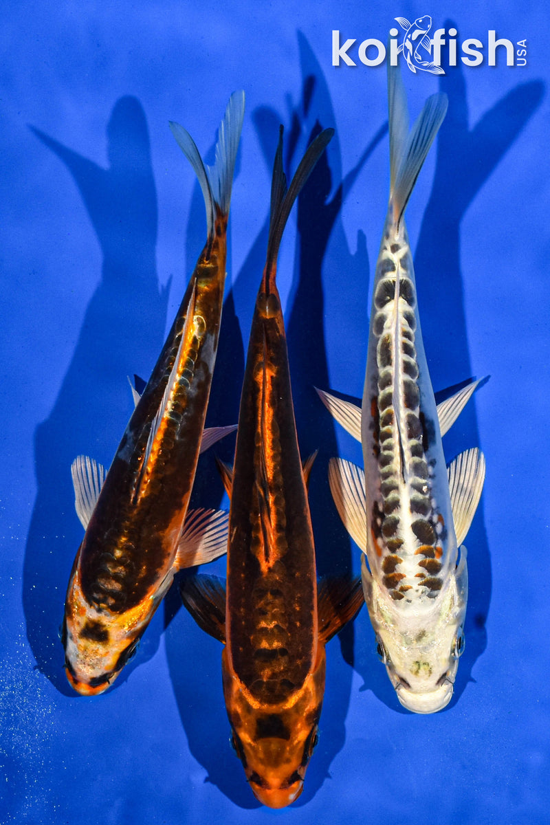 (3) 6-7" STANDARD KOI