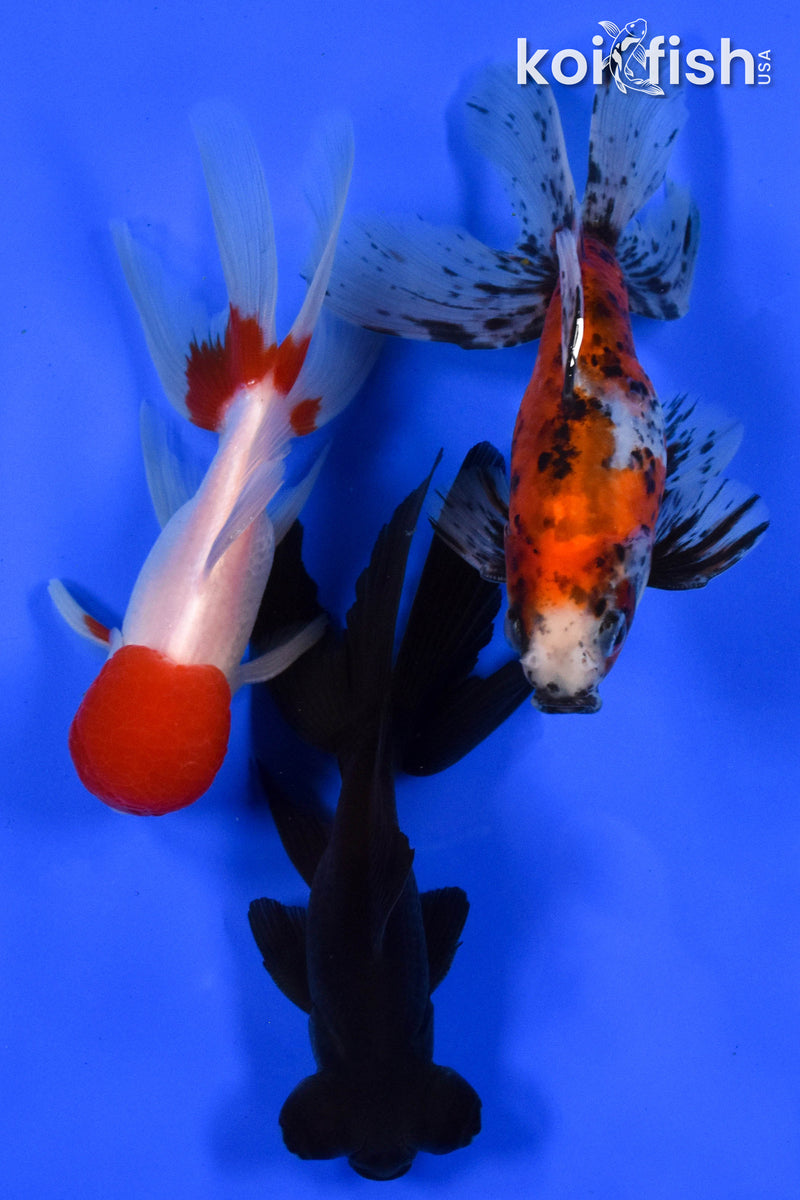 Exact Fish - Lot of (3) 4-6" Fantail Goldfish