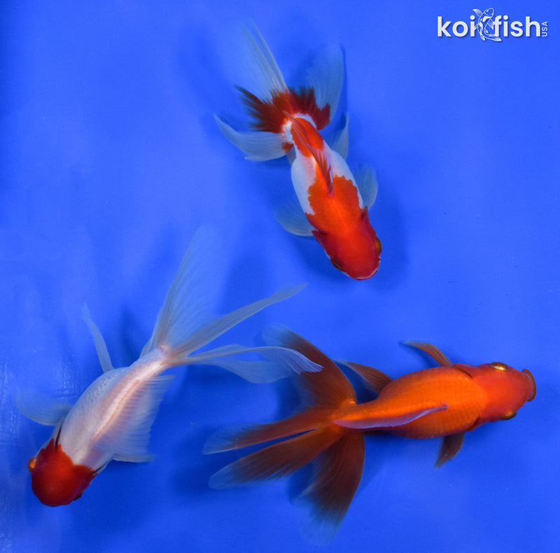 EXACT FISH - LOT OF (3) 4-6" FANTAIL GOLDFISH