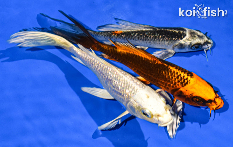 PACK OF (3) 6-7" BUTTERFLY KOI