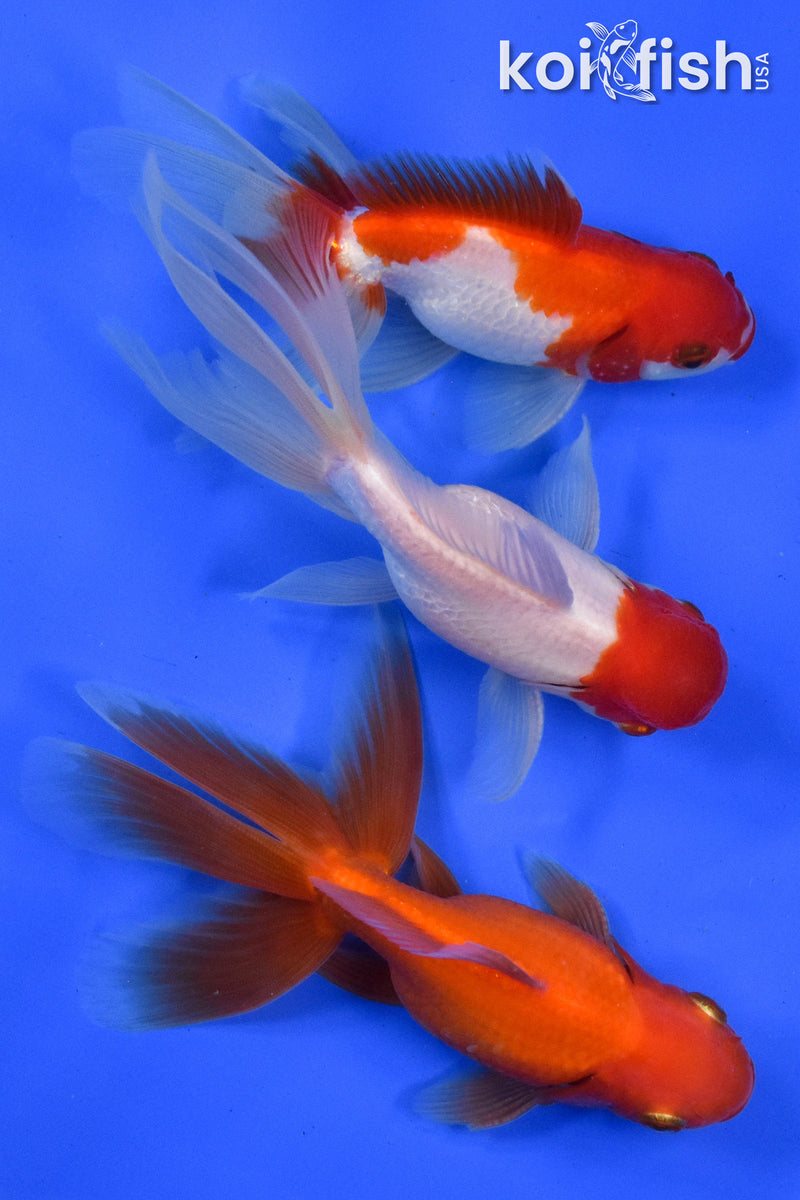 EXACT FISH - LOT OF (3) 4-6" FANTAIL GOLDFISH