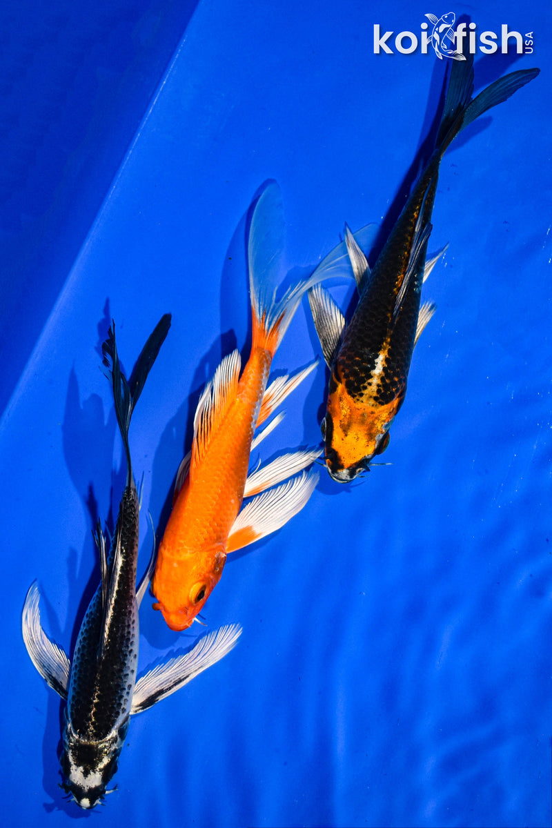 (3) 6" BUTTERFLY KOI