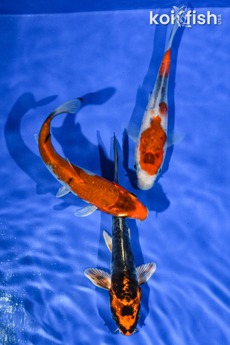 PACK OF (3) 5-6" STANDARD KOI