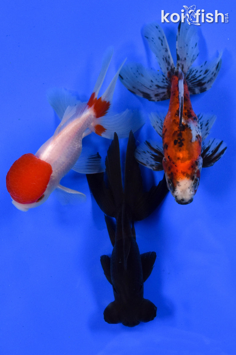 Exact Fish - Lot of (3) 4-6" Fantail Goldfish