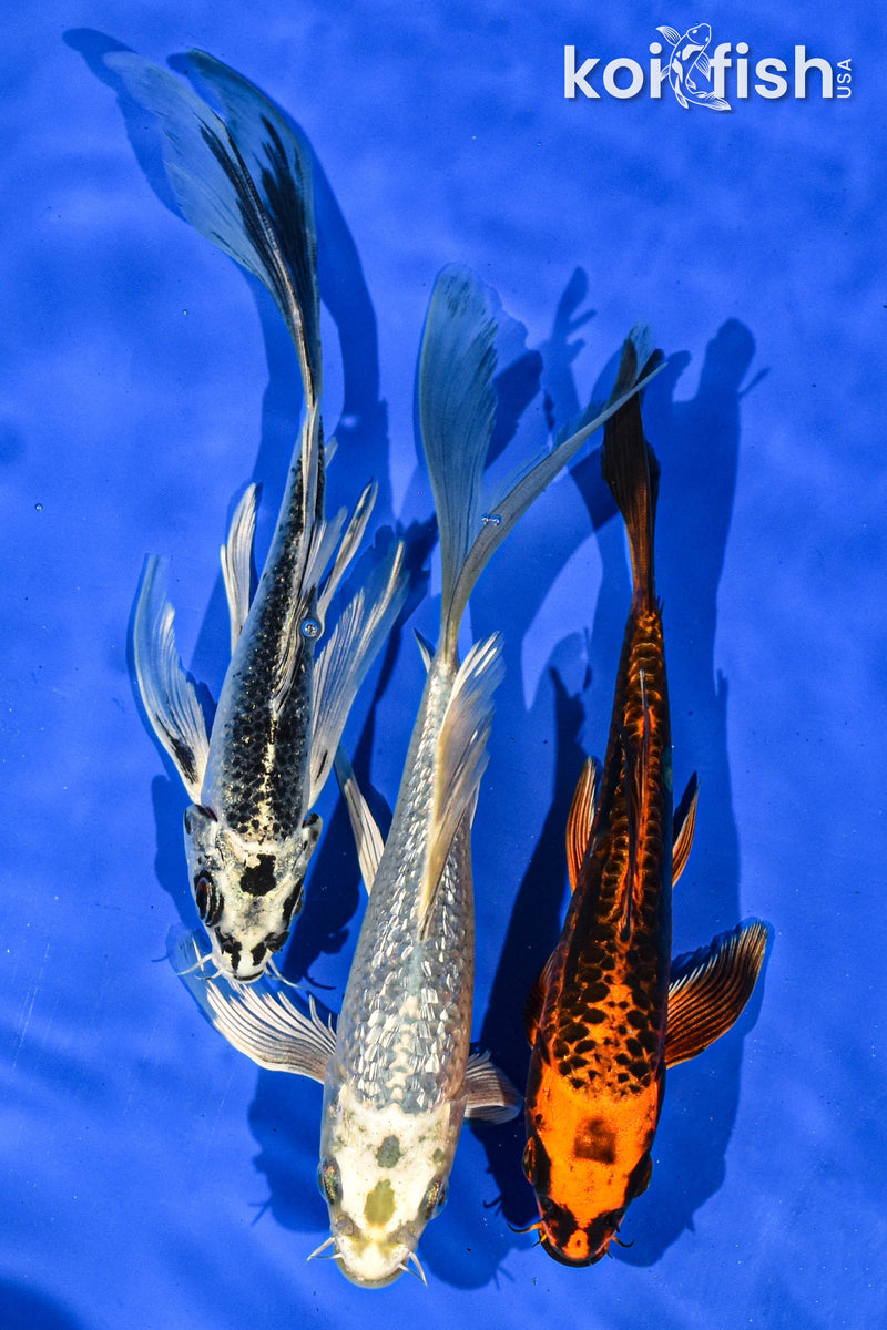 PACK OF (3) 6-7" BUTTERFLY KOI