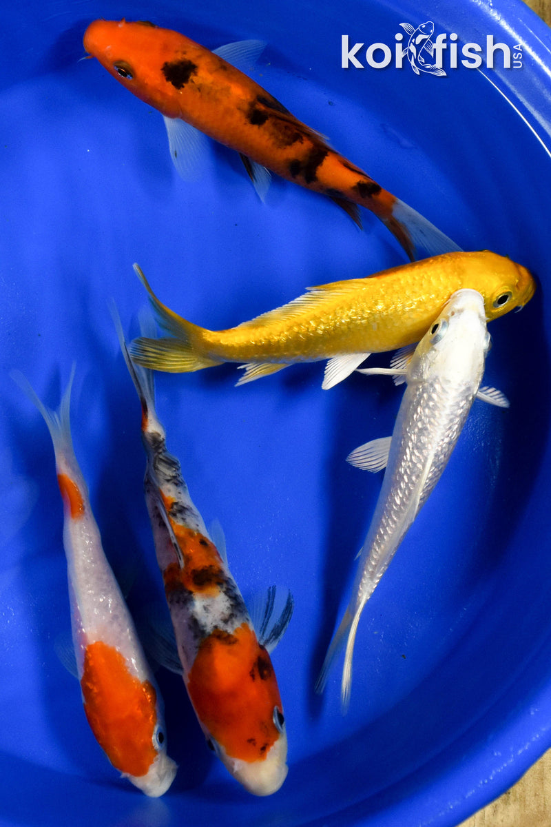 Exact Fish - Lot of (5) Assorted 5-6" Koi