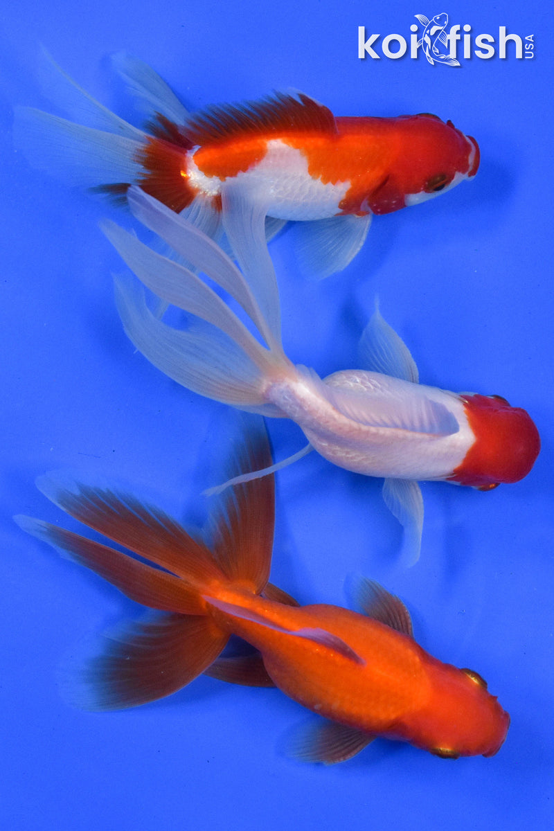 EXACT FISH - LOT OF (3) 4-6" FANTAIL GOLDFISH