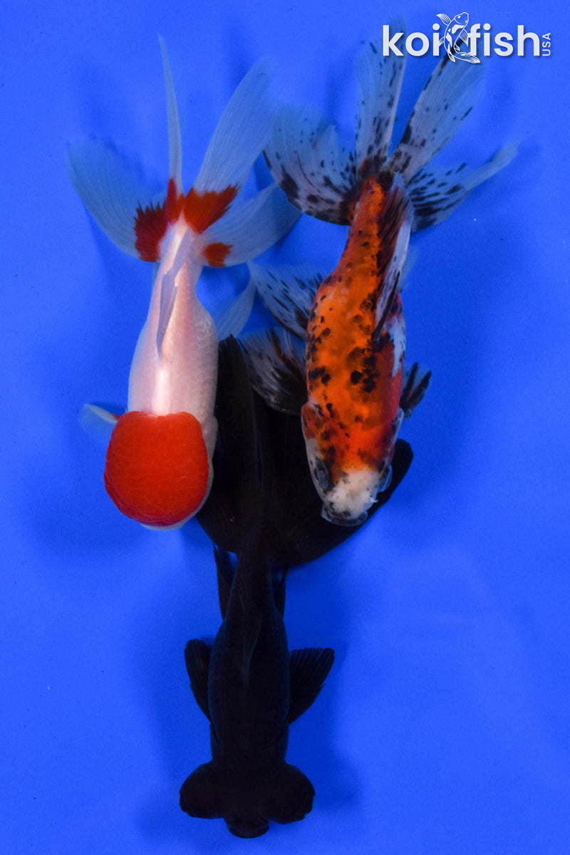 Exact Fish - Lot of (3) 4-6" Fantail Goldfish