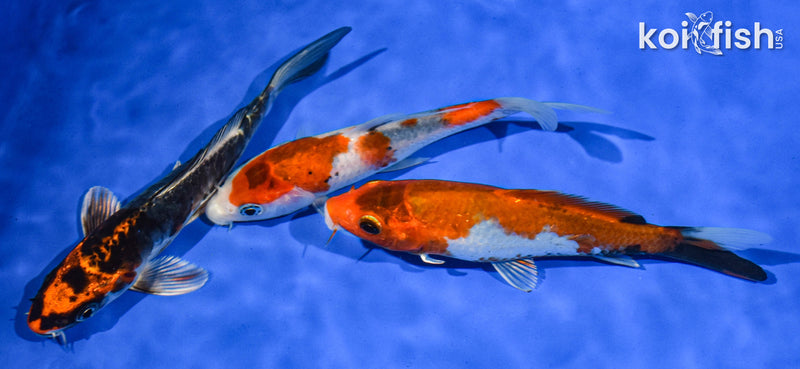 PACK OF (3) 5-6" STANDARD KOI