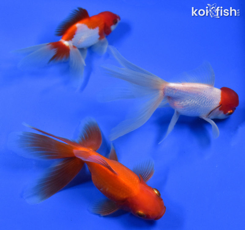 EXACT FISH - LOT OF (3) 4-6" FANTAIL GOLDFISH