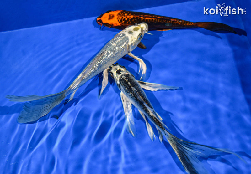 PACK OF (3) 6-7" BUTTERFLY KOI