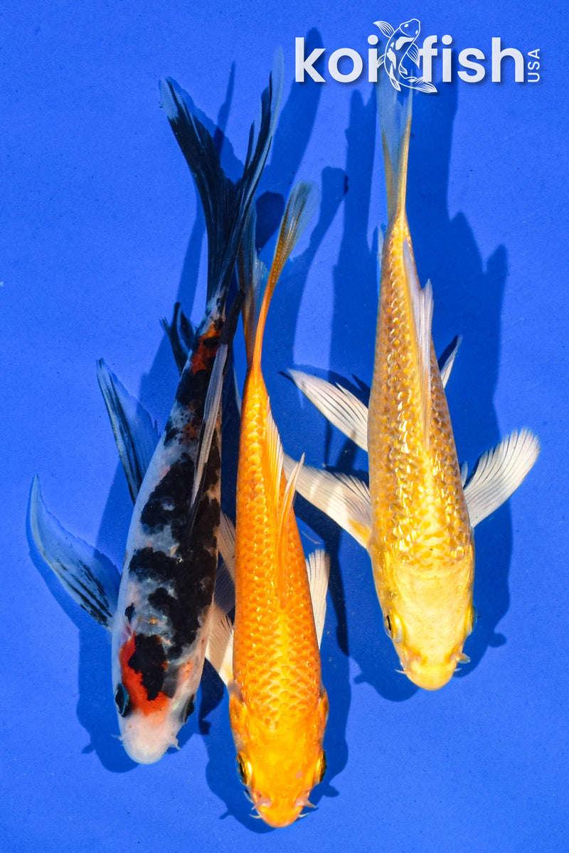 (3) 4-5" BUTTERFLY KOI