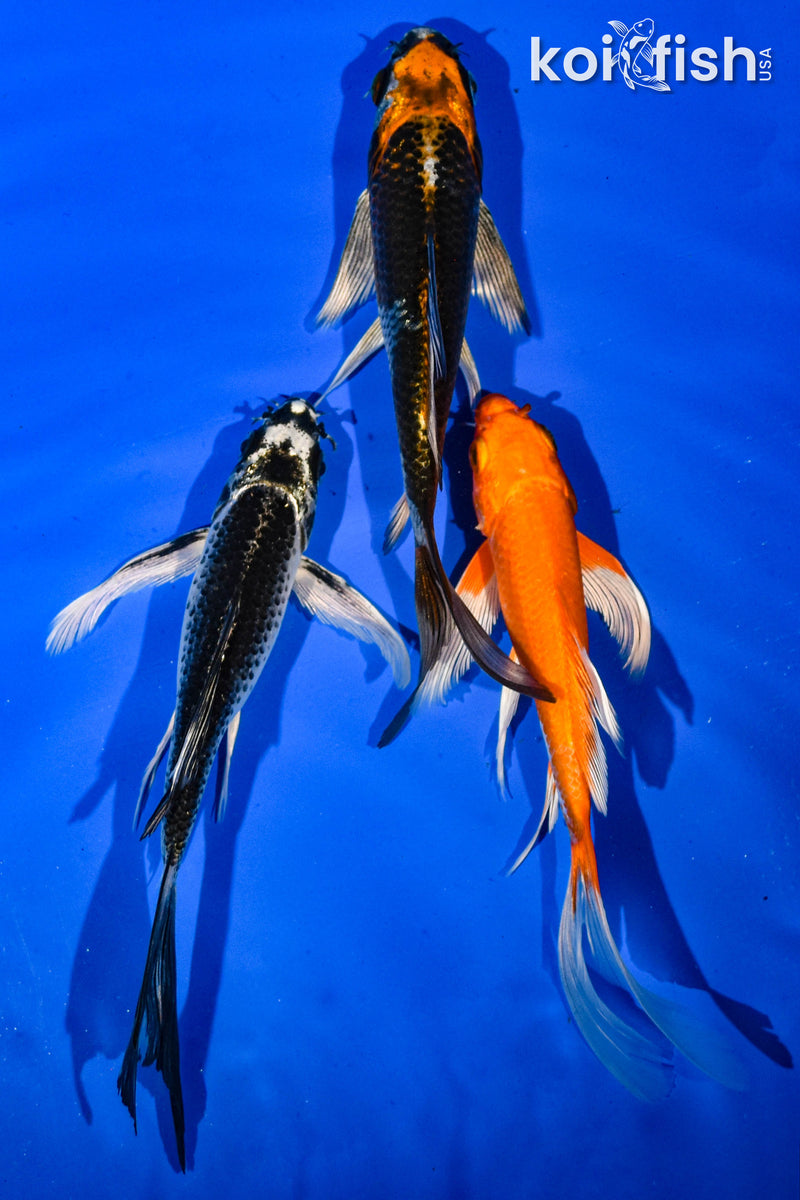 (3) 6" BUTTERFLY KOI