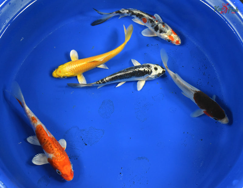 KOI PACK