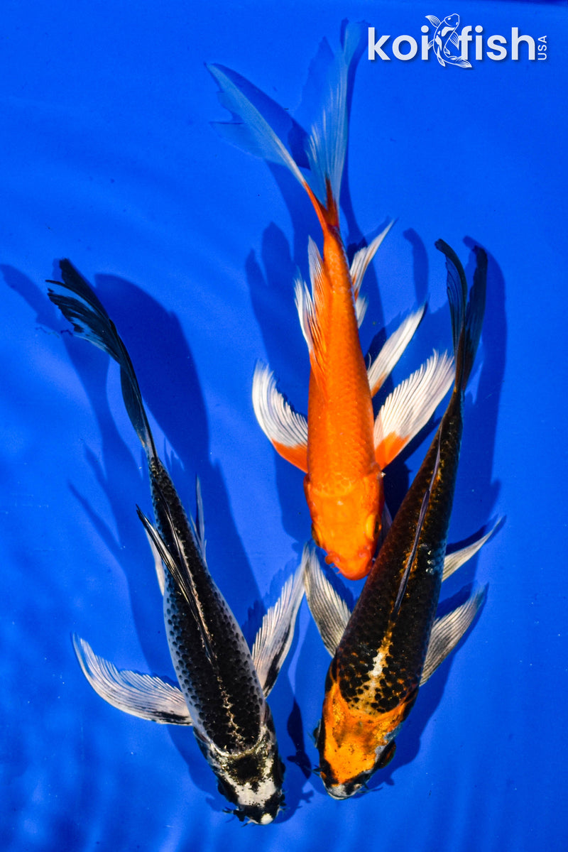 (3) 6" BUTTERFLY KOI