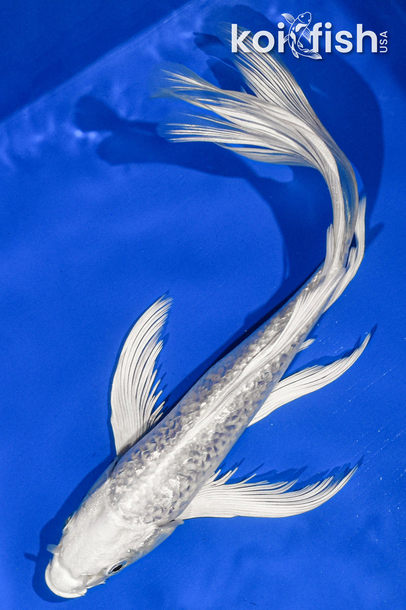 9" GINRIN PLATINUM OGON BUTTERFLY