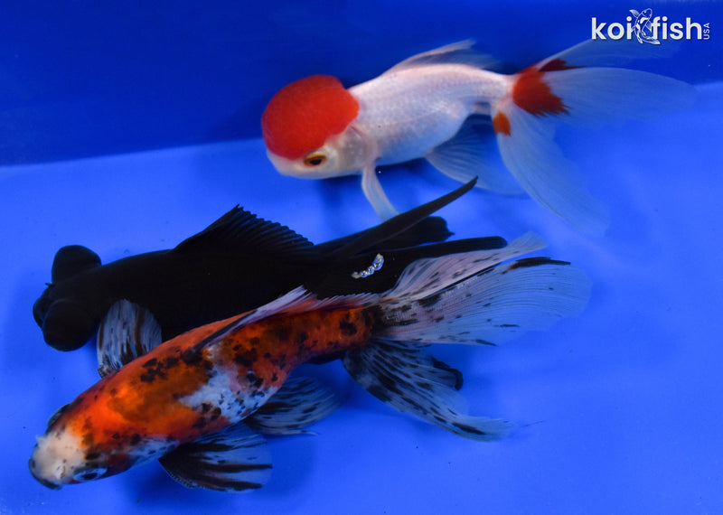 Exact Fish - Lot of (3) 4-6" Fantail Goldfish