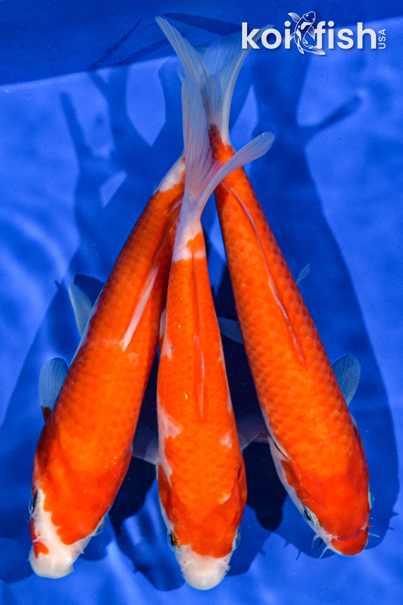 (3) 6-7" STANDARD KOI