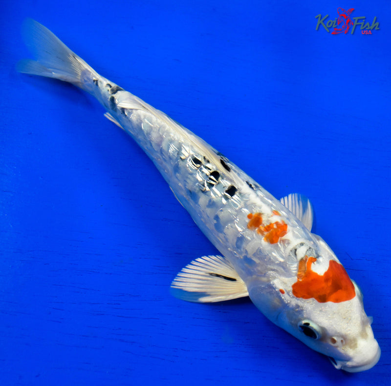 9.5" GINRIN HEISEI NISHIKI