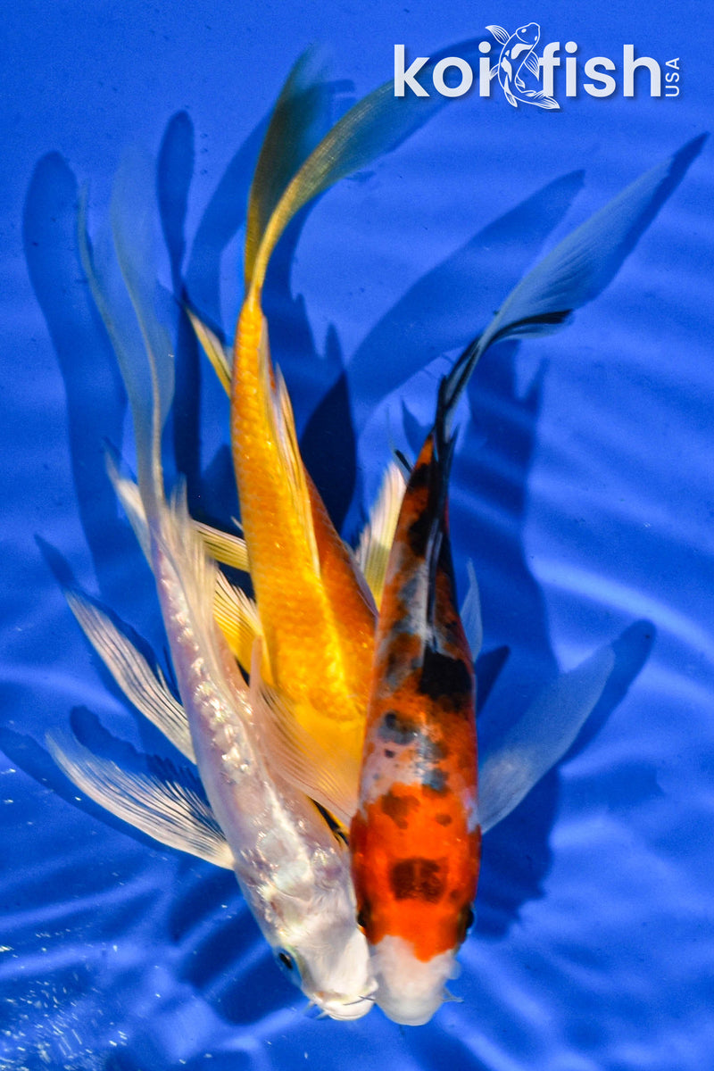 Pack of (3) 5-6" Butterfly Koi