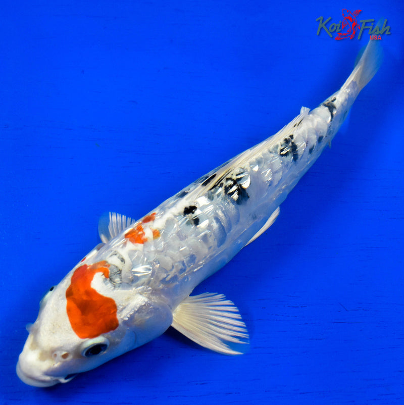 9.5" GINRIN HEISEI NISHIKI