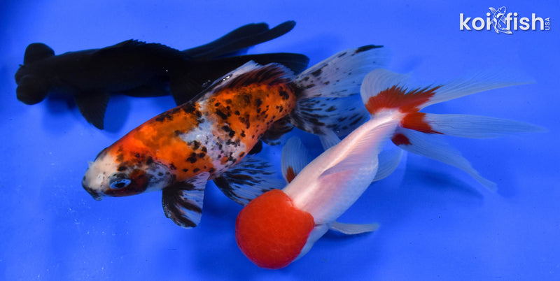 Exact Fish - Lot of (3) 4-6" Fantail Goldfish