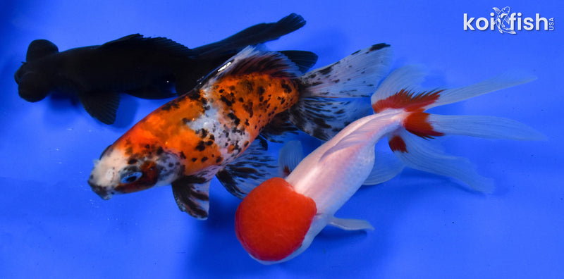 Exact Fish - Lot of (3) 4-6" Fantail Goldfish