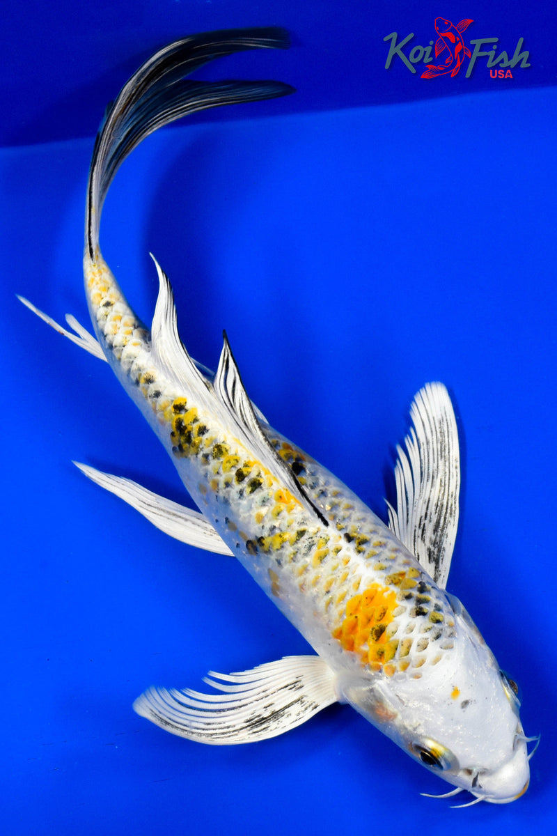 9" YAMATO NISHIKI BUTTERFLY