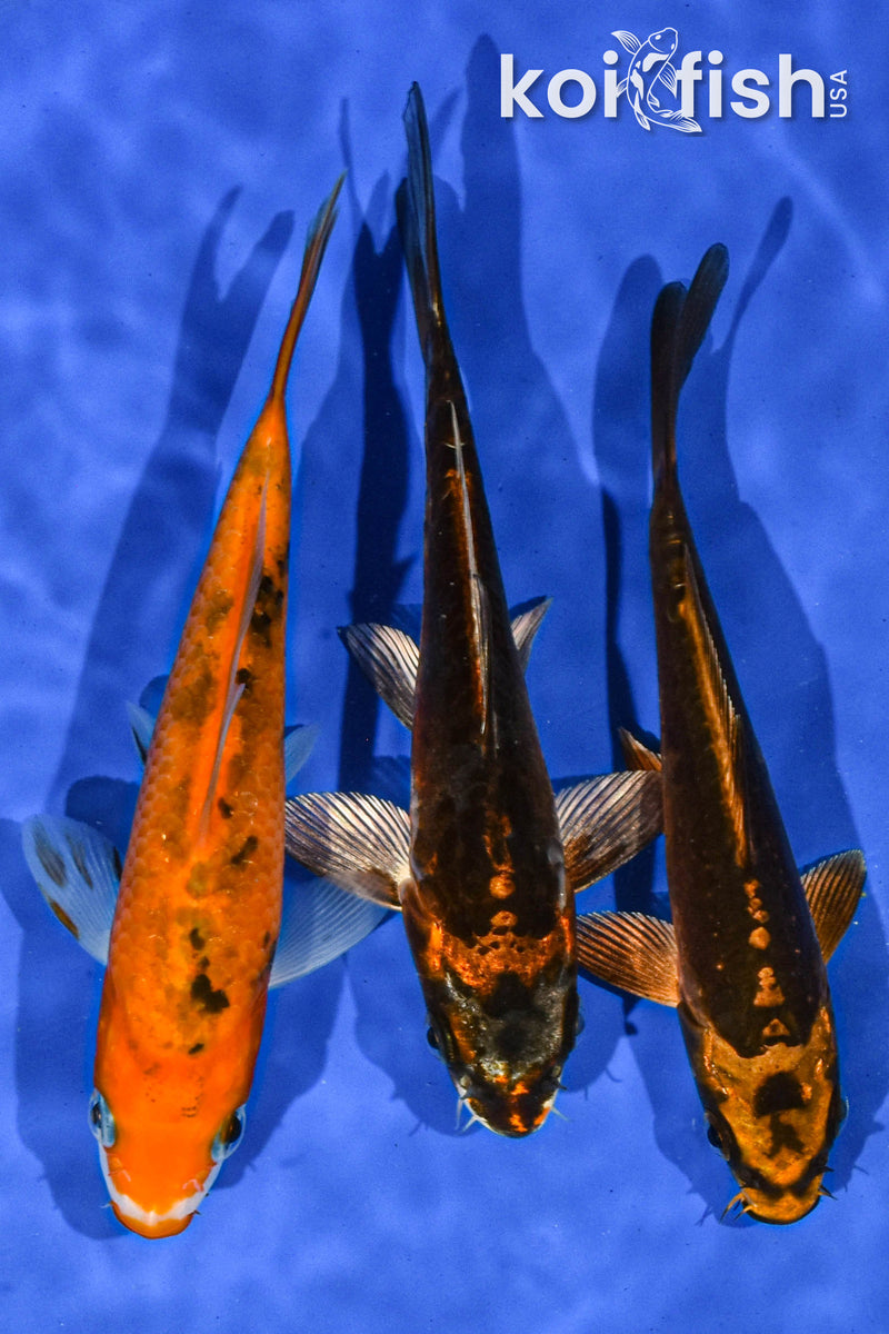 PACK OF (3) 5-6" STANDARD KOI