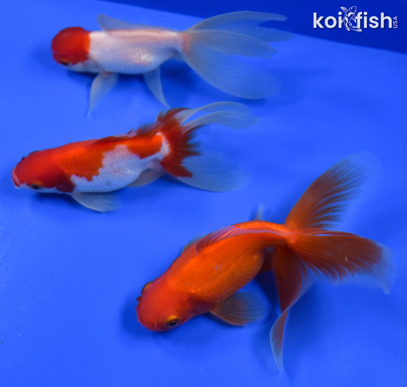 EXACT FISH - LOT OF (3) 4-6" FANTAIL GOLDFISH