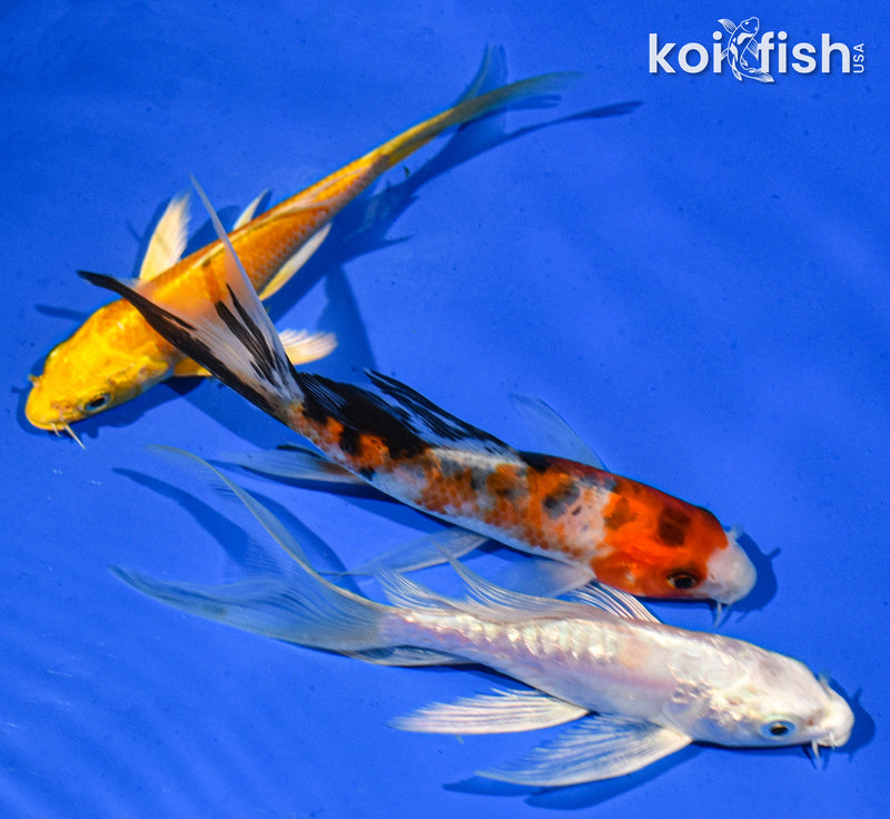 Pack of (3) 5-6" Butterfly Koi