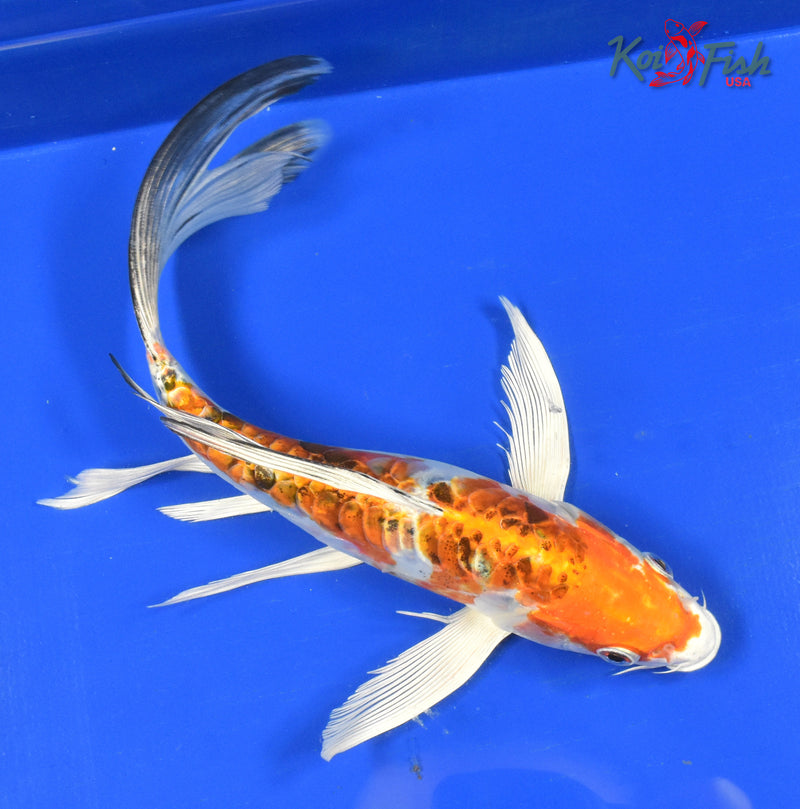 9" HEISEI NISHIKI BUTTERFLY