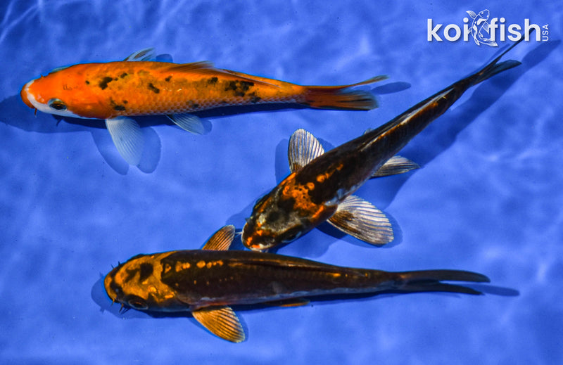 PACK OF (3) 5-6" STANDARD KOI