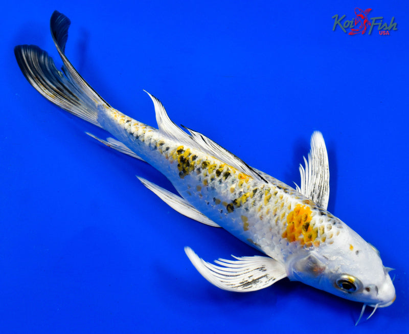 9" YAMATO NISHIKI BUTTERFLY