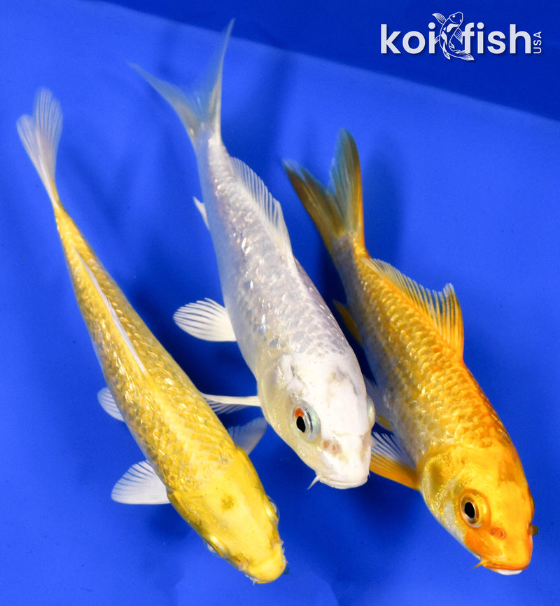 Exact Fish - Lot of (3) 4-6" Ogon Standard Koi