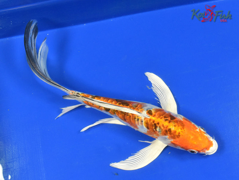 9" HEISEI NISHIKI BUTTERFLY