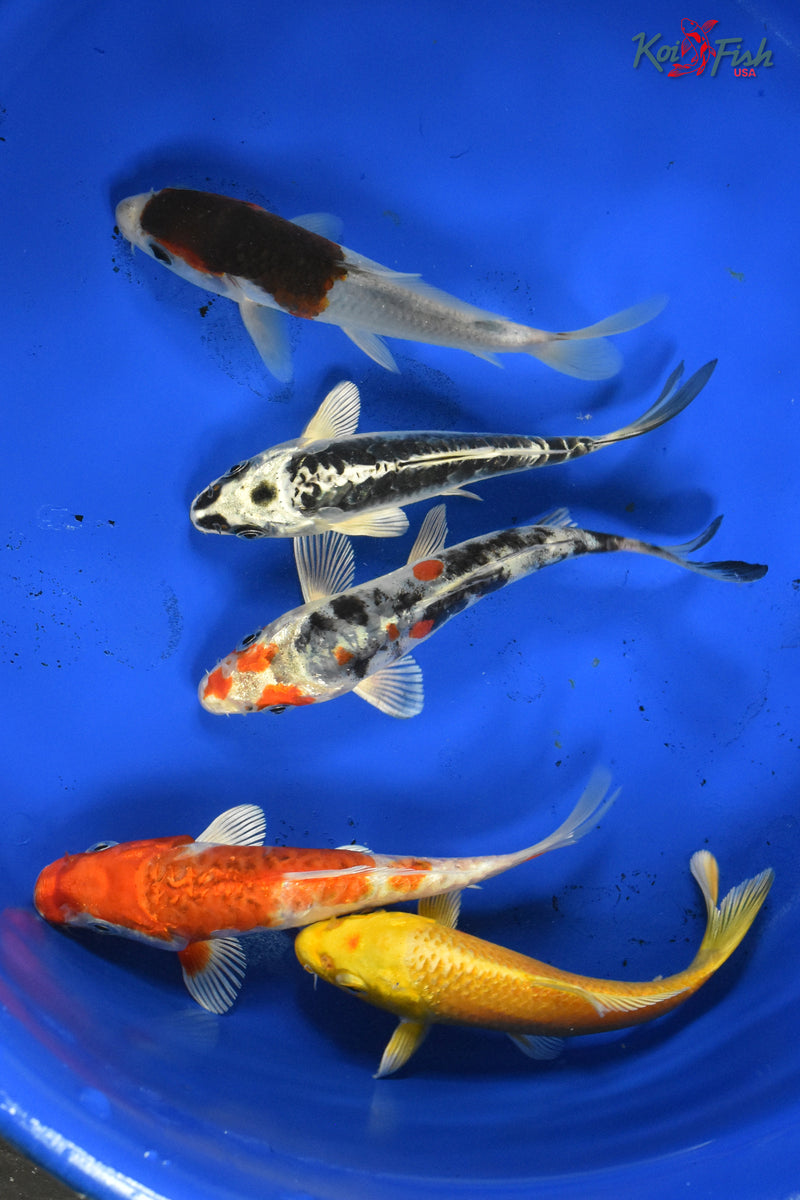 KOI PACK