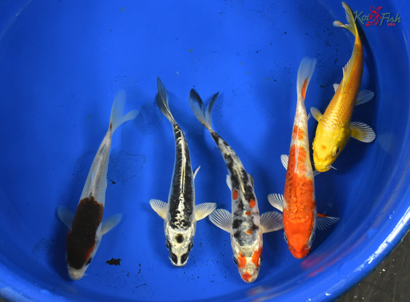 KOI PACK