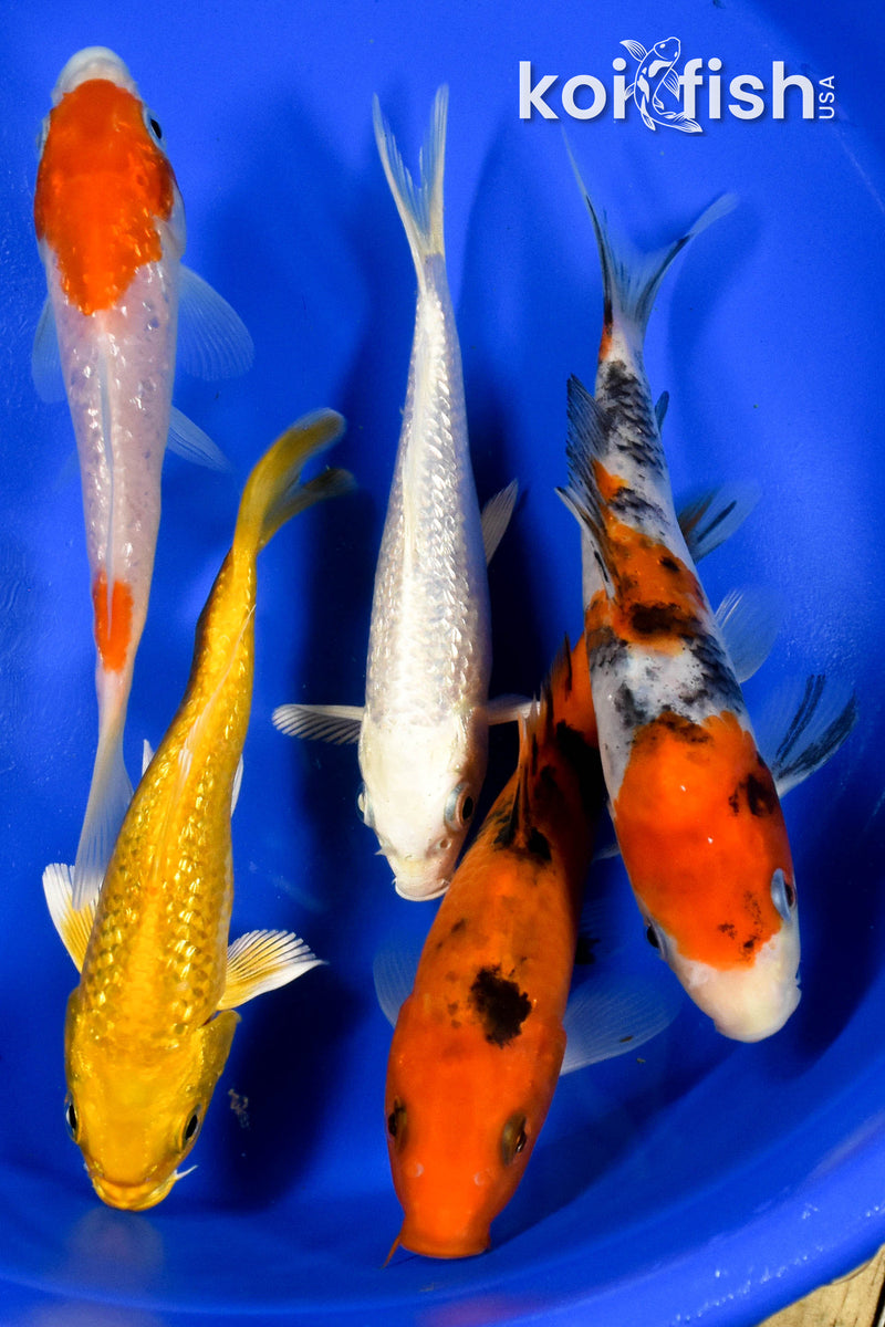 Exact Fish - Lot of (5) Assorted 5-6" Koi