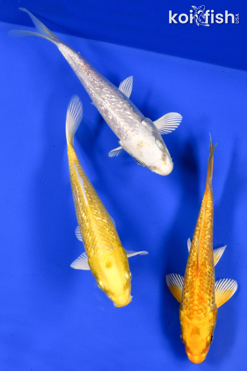 Exact Fish - Lot of (3) 4-6" Ogon Standard Koi