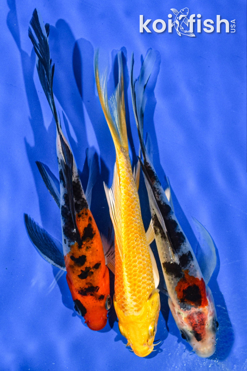 Pack of (3) 5-6" Butterfly Koi