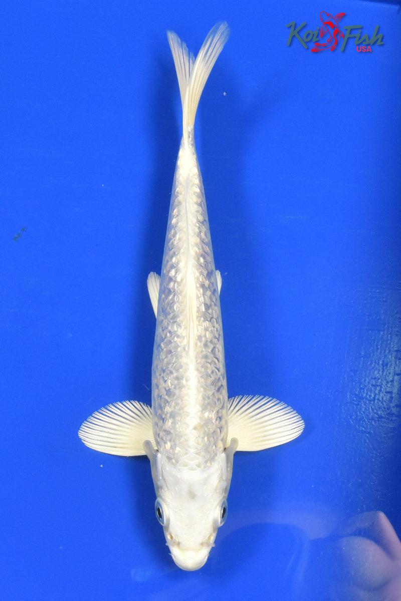 9" GINRIN PLATINUM OGON