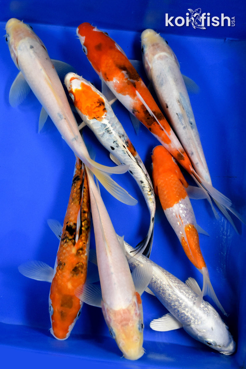 EXACT FISH - LOT OF (8) ASSORTED 6-8" STANDARD KOI