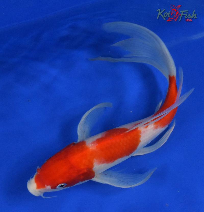 9" KOHAKU BUTTERFLY